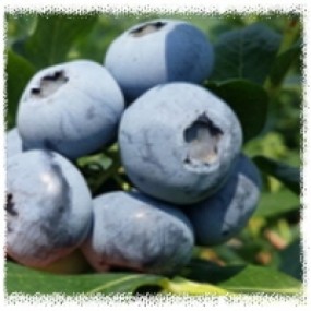 블루크롭(Bluecrop) 2년