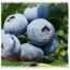 블루크롭(Bluecrop) 2년