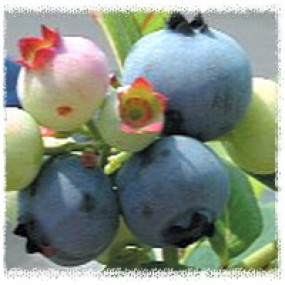 블루레이(Blueray) 2년