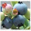 블루레이(Blueray) 2년