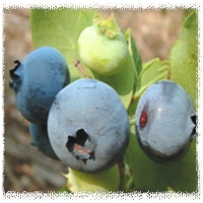 허버트(Herbert) 3년생 결실주