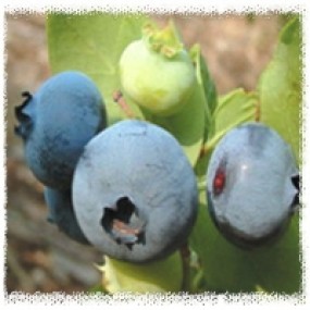 허버트(Herbert) 3년생 결실주