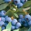 선샤인블루(Sunshine Blue)3년