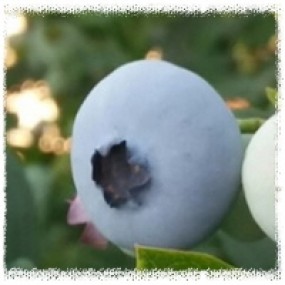 메도우락 2년