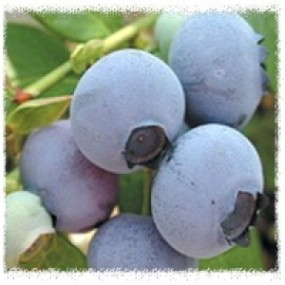 듀크 4~5년 결실주(전화문의)