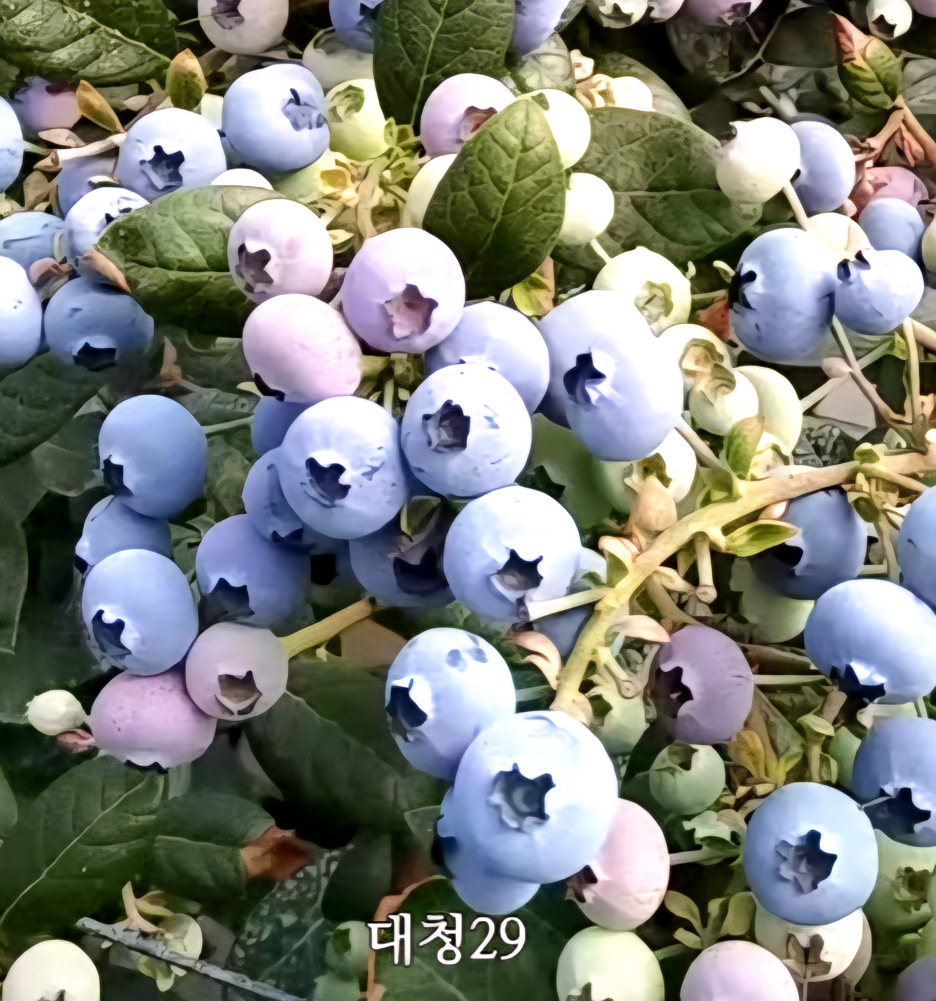 대청29(Daechueng29)조직배양특묘