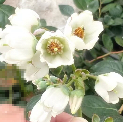 블루나이스